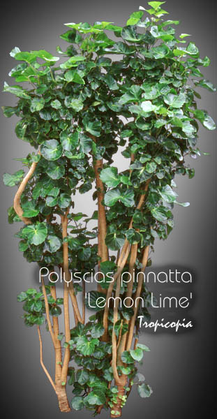 Aralia - Polyscias pinnata 'Lemon Lime' - Balfour aralia, Aralia Balfouriana